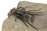 Fantastic, Spiny Dicranurus Trilobite - Lghaft, Morocco #350538-4